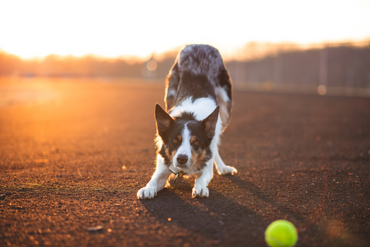 The Joy of Training Dogs: Building a Bond and a Well-Behaved Pup