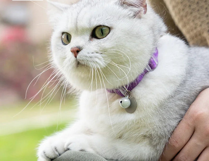 Adjustable Elastic Cat Collar – Soft, Lightweight & Fashionable! - Pet house