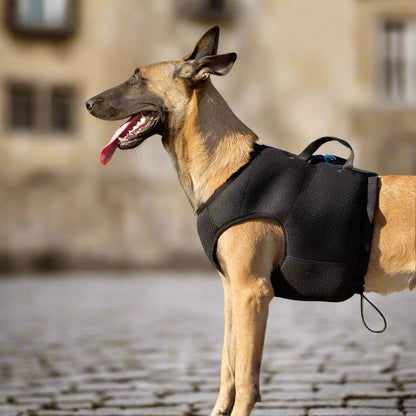 Dog Car Safety Harness – Secure, Adjustable & Comfortable! - Pet house