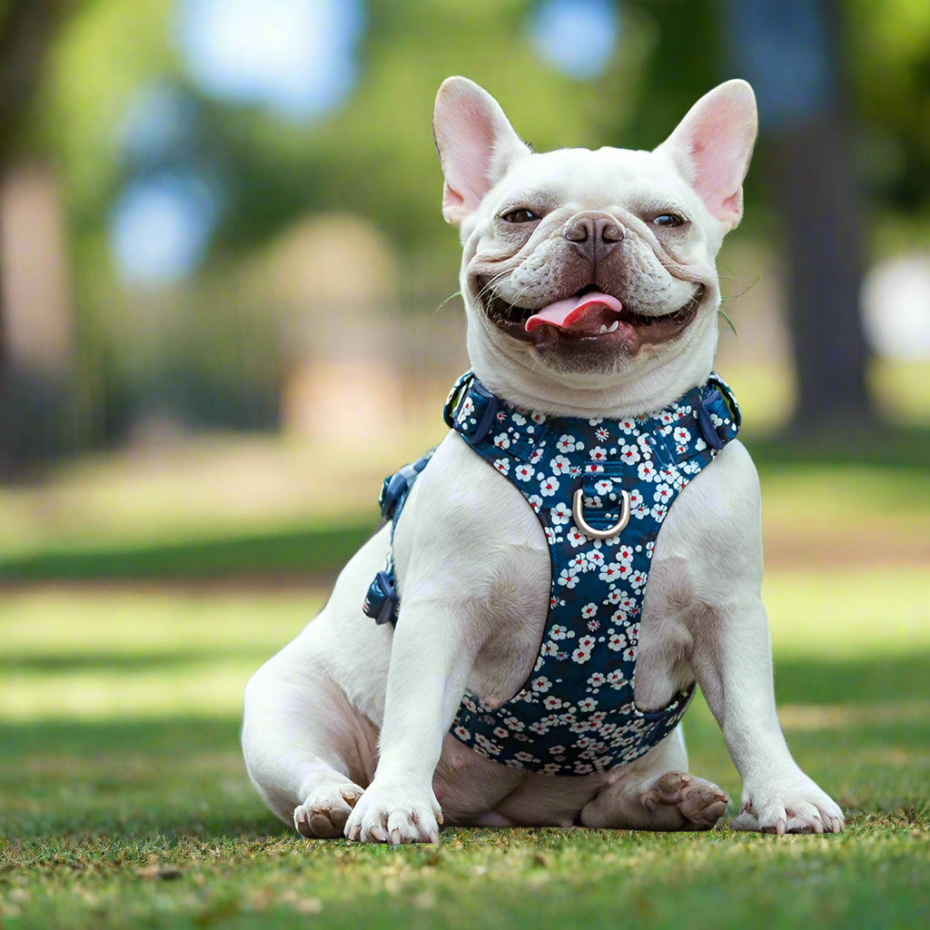 Floral Dog Harness – Stylish, Comfortable & Adjustable! - Pet house