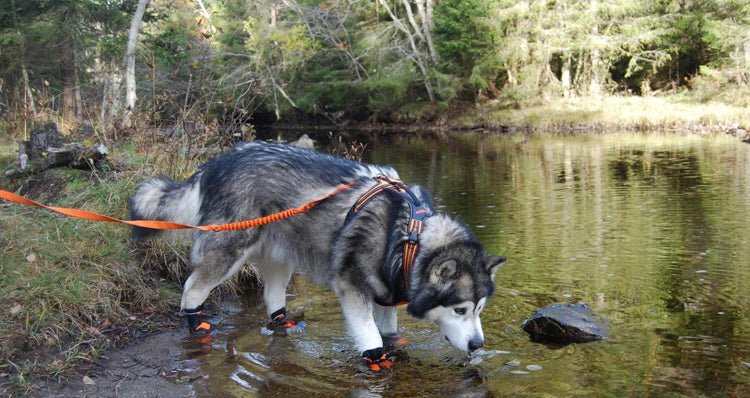 Water-Resistant Dog Boots – Anti-Slip, Reflective & Rugged! - Pet house