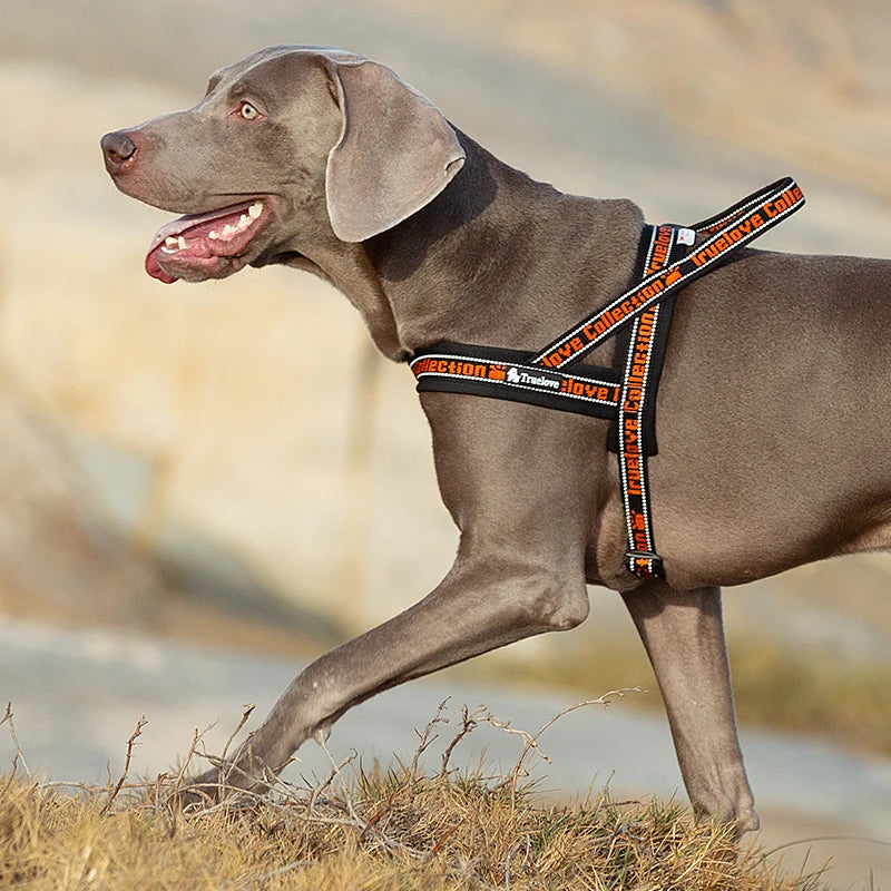 Neoprene-Padded No-Pull Dog Harness – Soft, Secure & Reflective! - Pet house