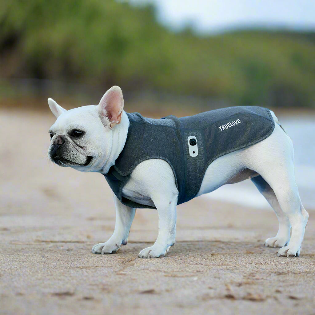 Anti-Bacterial Dog Coat – Soft, Breathable & Reflective! - Pet house