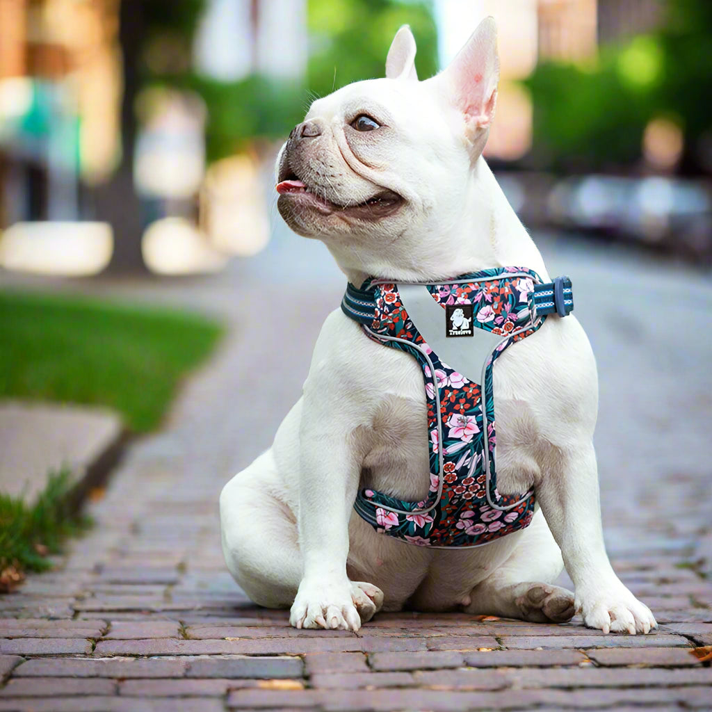 Soft Padded Floral Dog Harness – Comfortable, Adjustable & Stylish! - Pet house